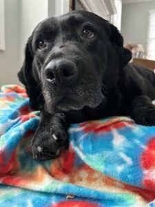 Black Labrador Retriever