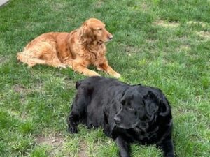 Black Labrador Retriever