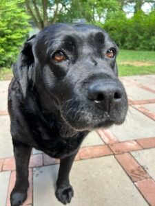 Black Labrador Retriever