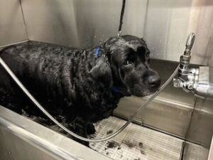 Black Labrador Retriever