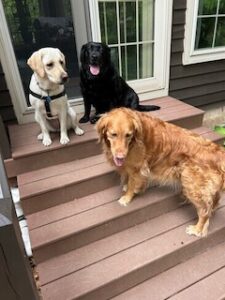 Black Labrador Retriever