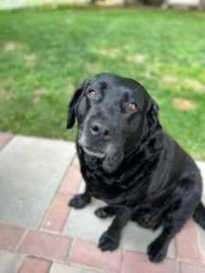 black labrador retriever
