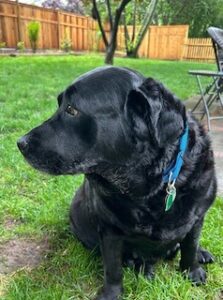 Black Labrador Retriever 