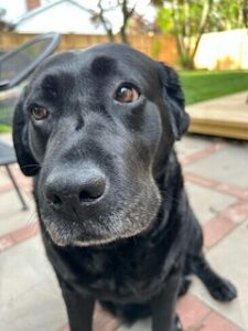 Black Labrador Retriever