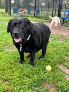 black labrador retriever 