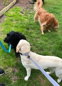 Black Labrador Retriever