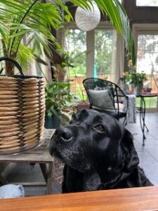 black labrador retriever 