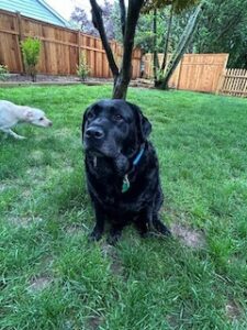 Black Labrador Retriever