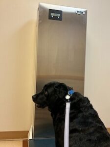 Black Labrador Retriever