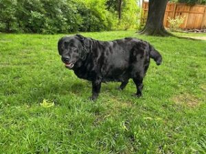 Black Labrador Retriever