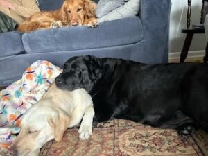 Black Labrador Retriever