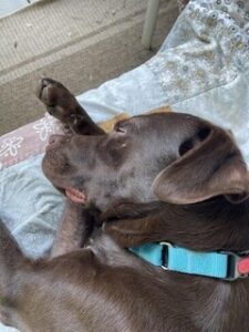 Chocolate Labrador Retriever
