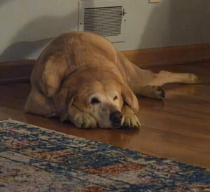 King #4 Yellow Labrador Retriever Male 9 Years Old ID#2984