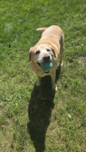 King #4 Yellow Labrador Retriever Male 9 Years Old ID#2984