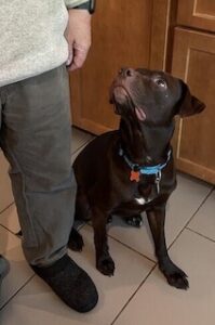 Chocolate Labrador Retriever