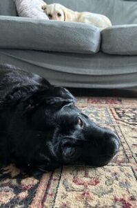 Black Labrador Retriever