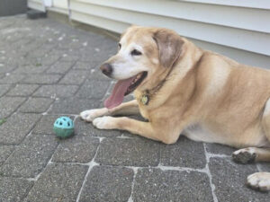 King #4 Yellow Labrador Retriever Male 9 Years Old ID#2984