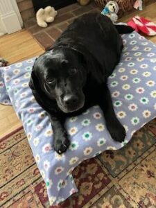 Black Labrador Retriever