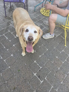 King #4 Yellow Labrador Retriever Male 9 Years Old ID#2984