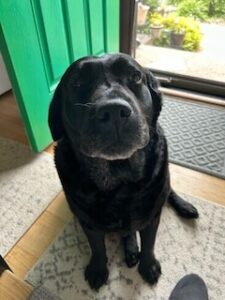 Black Labrador Retriever