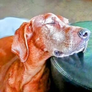 Yellow Labrador Retriever mix