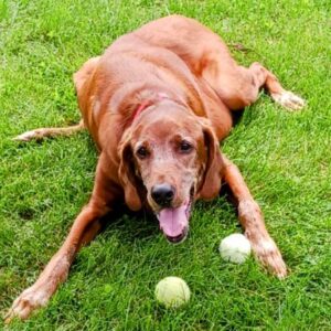 Yellow Labrador Retriever mix