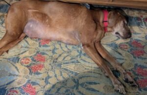 Labrador Retriever Mix