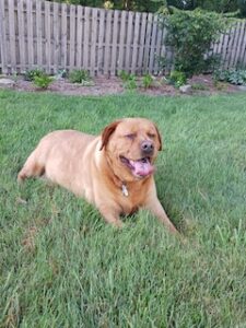 Yellow Labrador Retriever