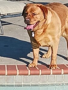 Yellow Labrador Retriever