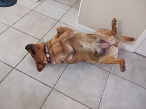 Yellow Labrador Retriever