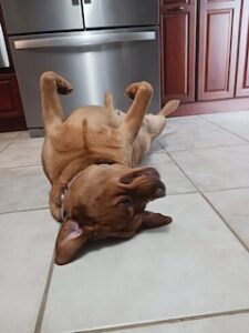 Yellow Labrador Retriever