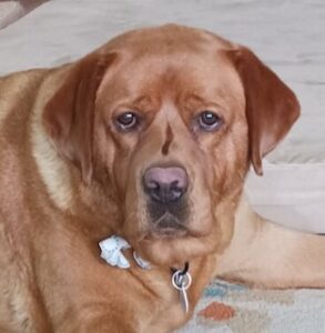 Yellow Labrador Retriever