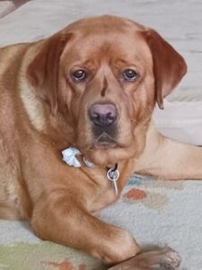 Yellow Labrador Retriever