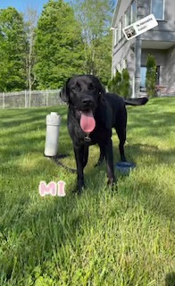 black labrador retriever