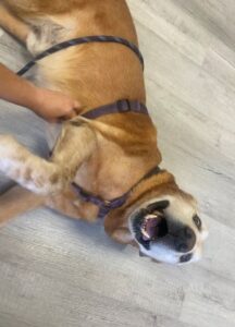 Yellow Labrador Retriever