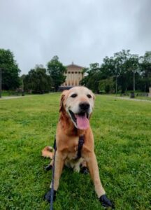 Yellow Labrador Retriever