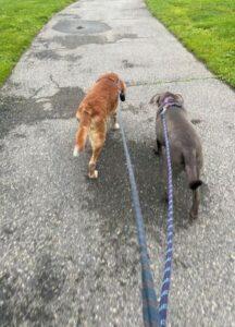 Yellow Labrador Retriever