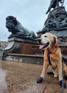 Yellow Labrador Retriever
