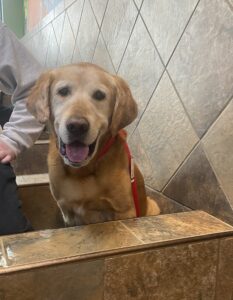 Yellow Labrador Retriever