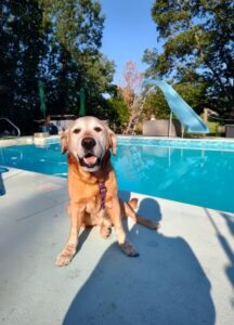 Yellow Labrador Retriever