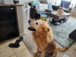 yellow Labrador Retriever