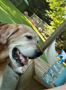 Yellow Labrador Retriever