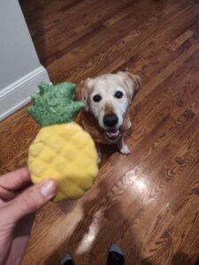 yellow Labrador Retriever