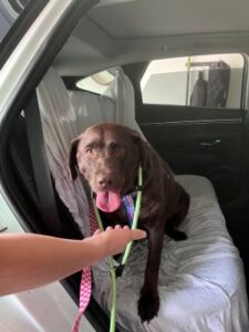 Chocolate Labrador Retriever