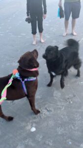 Chocolate Labrador Retriever