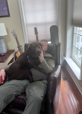 Charcoal Labrador Retriever