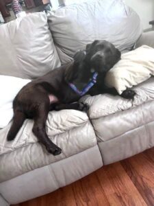 Chocolate Labrador Retriever