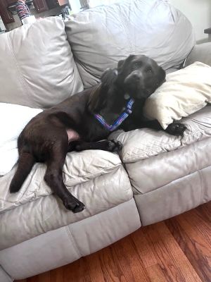 Chocolate Labrador Retriever