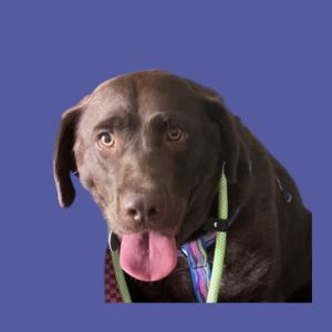 Chocolate Labrador Retriever