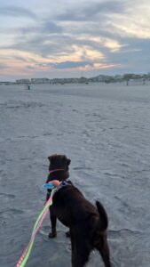 Chocolate Labrador Retriever